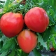 Tomaten 