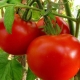 Tomaten 