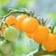 Tomaten Gele kers: kenmerken van het ras en de subtiliteiten van de teelt