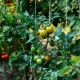 Subtiliteiten en belangrijke nuances van het knijpen van tomaten