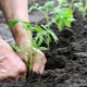 Subtiliteiten van het verplanten van tomaten