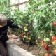 De subtiliteiten van het telen van tomaten Ochtenddauw