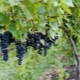 Marquette grapes: features of the variety and cultivation