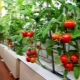 Tomaten kweken op het balkon