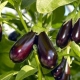 Aubergines in een kas van polycarbonaat: planten en verzorgen 