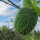 Gekke komkommer: kenmerken en toepassingen van een ongewone plant