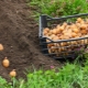 Gunstige dagen voor het poten van aardappelen