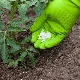 Wat om tomaten te voeren?