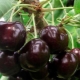 Cherry Iput: rasbeschrijving en teeltkenmerken