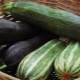 Wat is courgette, hoe verschillen ze van courgette? Eigenschappen en teelt