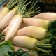 Daikon: kenmerken, teelt en toepassing