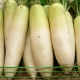 Daikon: kasu ja kahju, kasutusomadused