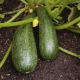 Courgette Starling: kenmerken van de variëteit en landbouwtechnologie