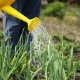 Hoe vaak knoflook buitenshuis water geven?