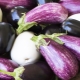 Hoe aubergine vormen?