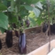 Hoe en hoe vaak per week moeten aubergines in de volle grond worden bewaterd?