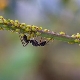 Hoe permanent van mieren op aalbessen af ​​te komen?