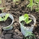 Hoe zaailingen van courgette te onderscheiden van zaailingen van komkommers?