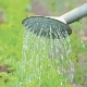 Hoe wortels water te geven na het planten?