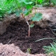 Hoe druiven met stekken in de lente in de volle grond planten?