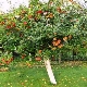 Hoe een appelboom te planten en te laten groeien?