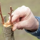 Hoe plant je een peer?