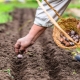 Wat is de beste manier om knoflook in het voorjaar in Siberië en de Oeral te planten?