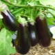 Hoe kies je een buurman in de auberginetuin?