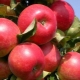 How to grow an apple tree of the Elena variety?