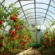 Welke temperatuur moet in een kas zijn voor komkommers en tomaten?