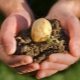 Welke meststof moet worden toegepast bij het planten van aardappelen?