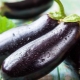 Aubergine calorieën en voedingswaarde