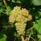 Kishmish: description, varieties and properties of grapes