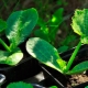 Wanneer en hoe courgette te planten voor zaailingen?