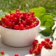 Redcurrant: jenis dan resipi terbaik