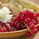 Gula Redcurrant: ciri dan teknologi pertanian