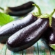 De beste soorten aubergine