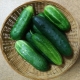 Lukhovitsky cucumbers F1: features of the species and cultivation