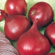 Onion Baron Red: kenmerken, teelt en vergelijking met andere rassen