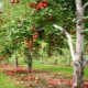 Methoden voor het bestrijden van ziekten en plagen van appelbomen