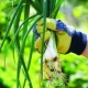 Meerjarige uien: populaire variëteiten en groeiende geheimen van tuinders