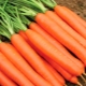 Carrot Emperor: hoe te planten en te verzorgen?