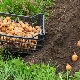 Moeten aardappelen na het planten worden bewaterd?