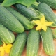 Cucumber Libelle F1: charakterystyka odmiany i technologia rolnicza