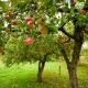 Beschrijving van de Orlinka-appelvariëteit, planten en verzorgen