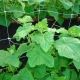 Features of using a grid for cucumbers