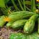 Kenmerken van het planten van courgettezaailingen in de volle grond