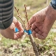 Kenmerken van het enten van een appelboom in de zomer