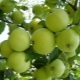 Features of the Krokha apple variety, planting and care rules