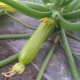 Kenmerken van het kweken van courgette in de volle grond